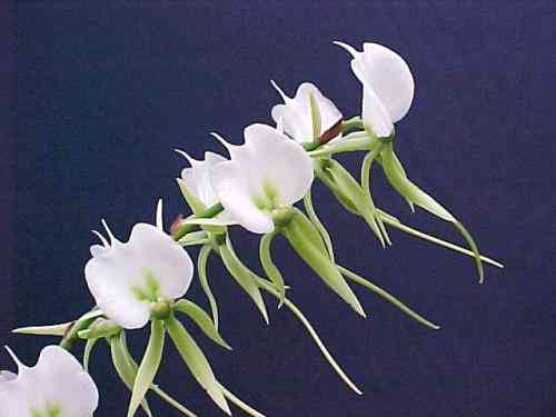 Angraecum comorense